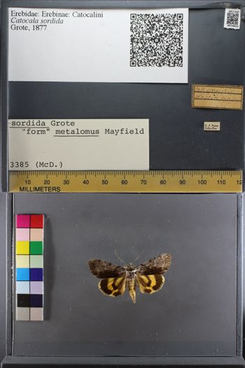 Media type: image;   Entomology 749610